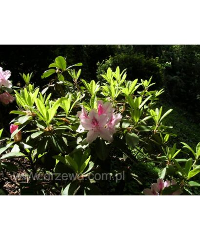 Różanecznik 'Albert Schweitzer' (łac. Rhododendron)