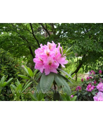 Różanecznik 'Ballet' (łac. Rhododendron)