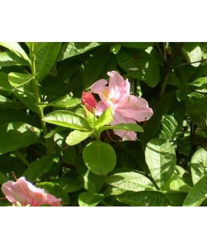 Różanecznik 'Cecile' (łac. Rhododendron)