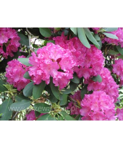 Różanecznik 'Daisy' (łac. Rhododendron)