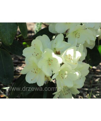 Różanecznik 'Ehrengold' (łac. Rhododendron)