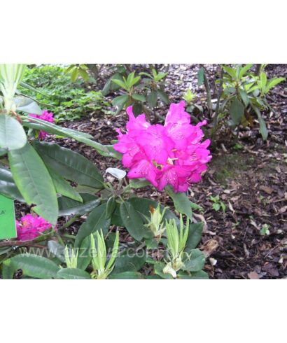 Różanecznik 'Ella' (łac. Rhododendron)