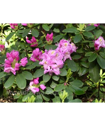 Różanecznik 'Etzel' (łac. Rhododendron)