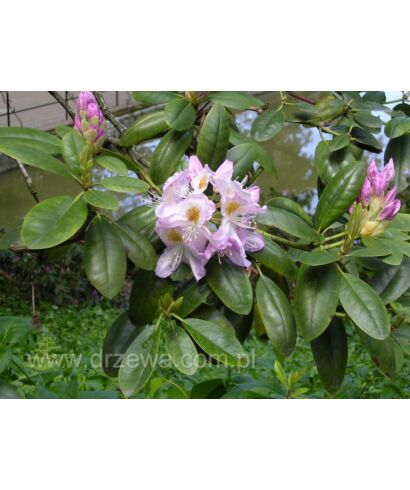 Różanecznik 'Herme' (łac. Rhododendron)