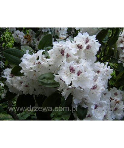 Różanecznik 'Hildegard' (łac. Rhododendron)