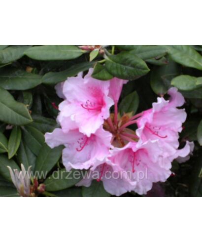 Różanecznik 'Hydon Dawn' (łac. Rhododendron)