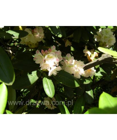 Różanecznik krótkoowocowy (łac. Rhododendron brachycarpum)
