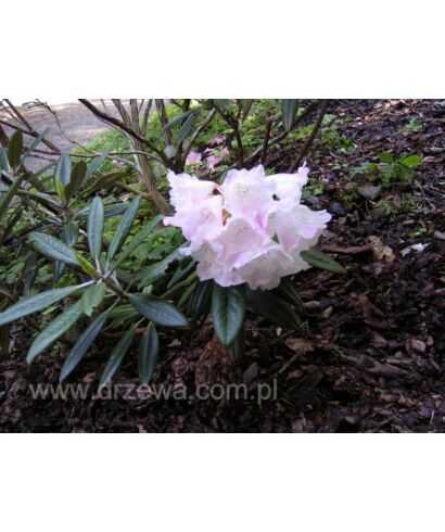 Różanecznik 'Oberschlesien' (łac. Rhododendron)