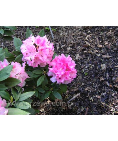 Różanecznik 'Pink Cherub' (łac. Rhododendron)