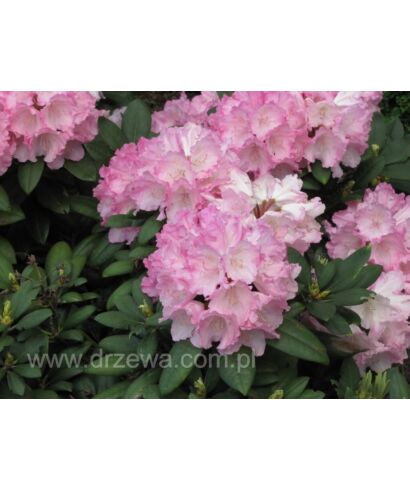 Różanecznik 'Polaris' (łac. Rhododendron)