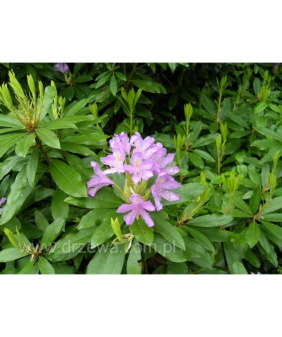 Różanecznik pontyjski (łac. Rhododendron ponticum)
