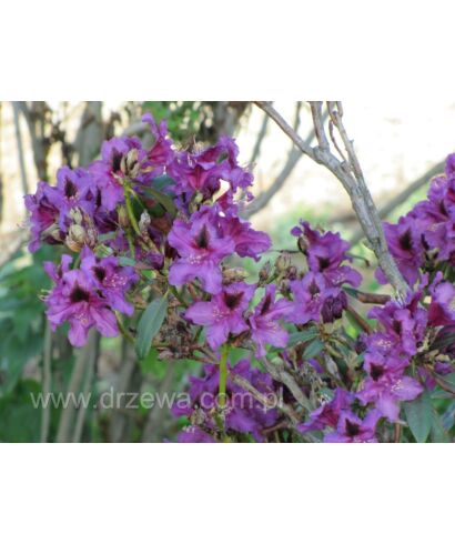 Różanecznik 'Purple Splendour' (łac. Rhododendron)