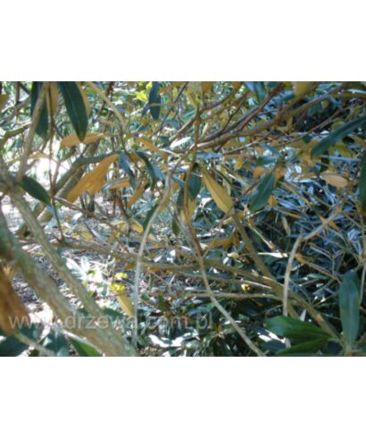 Różanecznik (Rhododendron argyrophyllum) (łac. Rhododendron argyrophyllum)