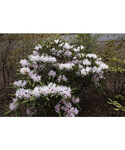 Różanecznik Smirnowa (łac. Rhododendron smirnowii)