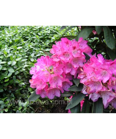 Różanecznik 'Sneezy' (łac. Rhododendron)