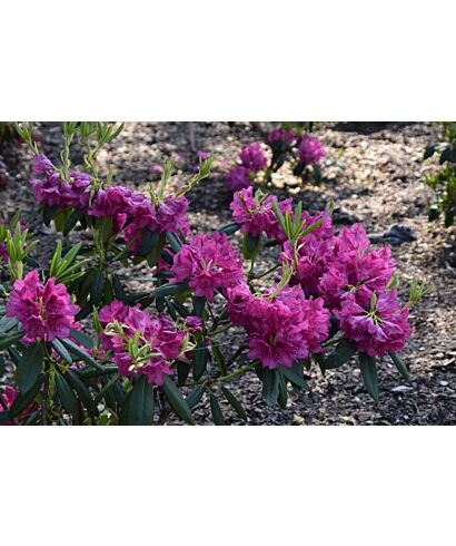 Różanecznik 'Nova Zembla' (łac. Rhododendron)