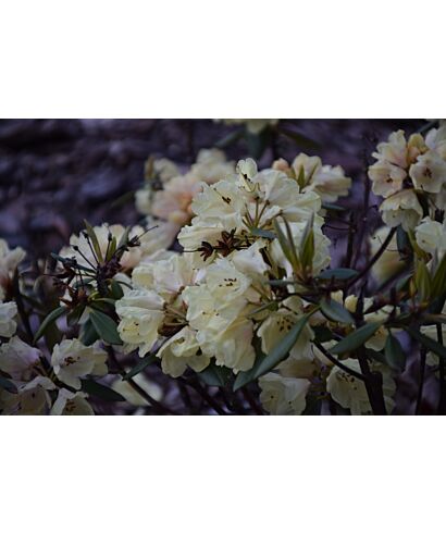 Różanecznik 'Eidam' (łac. Rhododendron)