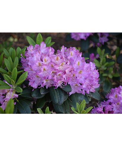 Różanecznik 'Eidam' (łac. Rhododendron)