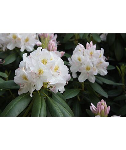 Różanecznik katawbijski 'Album' (łac. Rhododendron catawbiense)