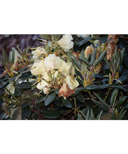 Różanecznik 'Scarlet Wonder' (łac. Rhododendron)