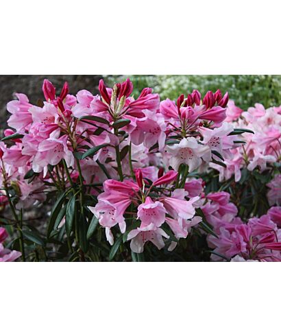Różanecznik 'Scarlet Wonder' (łac. Rhododendron)