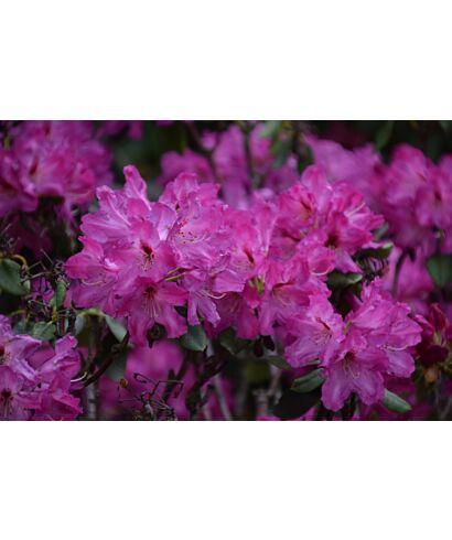 Różanecznik 'Milan' (łac. Rhododendron)