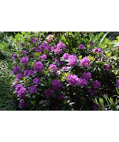 Różanecznik (Rhododendron orbiculare) (łac. Rhododendron orbiculare)