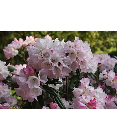 Różanecznik (Rhododendron orbiculare) (łac. Rhododendron orbiculare)