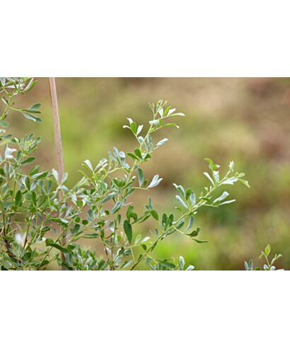 Słonisz srebrzysty (łac. Halimodendron halodendron)