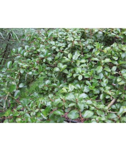 Wierzba górska (łac. Salix arbuscula)