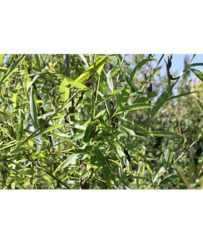 Wierzba (Salix miyabeana) (łac. Salix miyabeana)