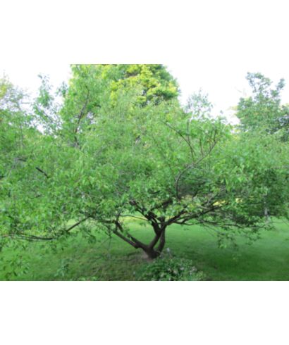 Śliwa chińska 'Benishidori' (łac. Prunus mume)