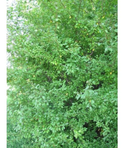 Śliwa wiśniowa  'Ałycza' (łac. Prunus cerasifera)