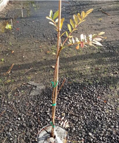 Jarząb (Sorbus olivacea )
