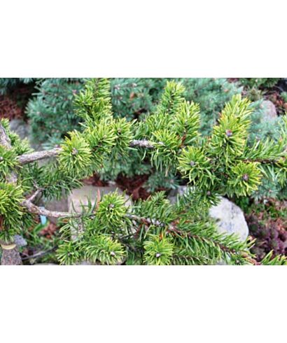 Sosna Banksa 'Pendula' (łac. Pinus banksiana)