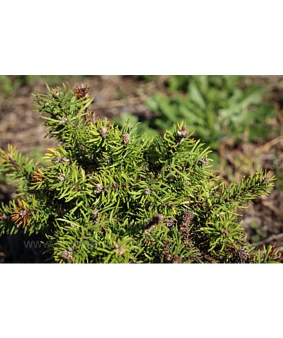 Sosna Banksa 'Schneverdingen' (łac. Pinus banksiana)
