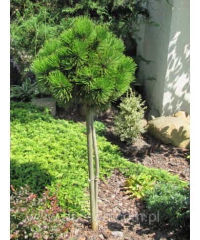 Sosna bośniacka 'Schmidtii' (łac. Pinus heldreichii)
