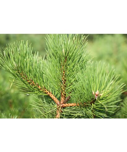 Sosna czarna odm. austriaca (łac. Pinus nigra var.)
