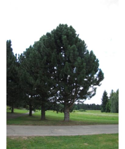 Sosna czarna podgat. krymski (łac. Pinus nigra ssp.)