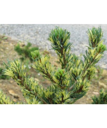 Sosna drobnokwiatowa 'Fukai' (łac. Pinus parviflora)