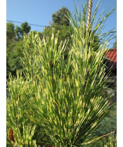 Sosna gęstokwiatowa 'Oculus - Draconis' (łac. Pinus densiflora)