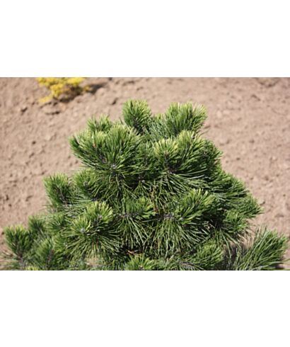 Sosna górska 'Albospicata Domschke'  (łac. Pinus mugo)
