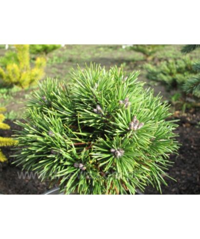 Sosna górska 'Jehelnicek' (łac. Pinus x pseudopumilio)