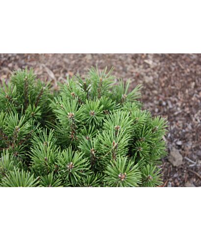 Sosna górska 'Kissenform' (łac. Pinus mugo Ssp. mughus)