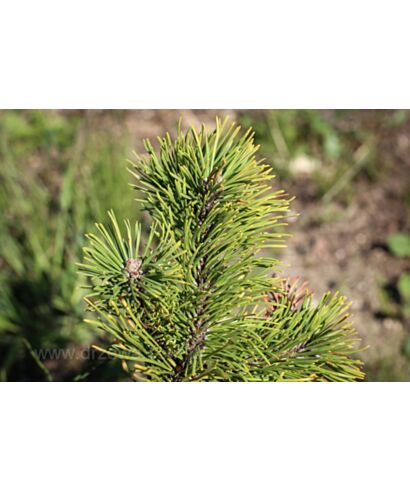 Sosna górska 'Little Goldstar' (łac. Pinus mugo)