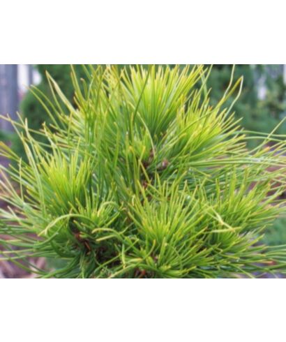 Sosna górska 'Varella' (łac. Pinus mugo)