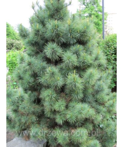 Sosna limba (łac. Pinus cembra)