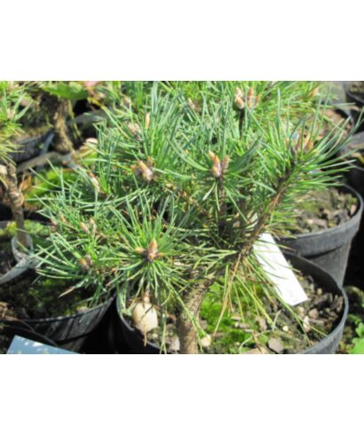 Sosna pospolita 'Wittichenau' (łac. Pinus sylvestris)