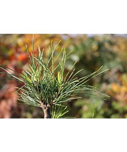 Sosna rumelijska 'Mini' (łac. Pinus peuce)