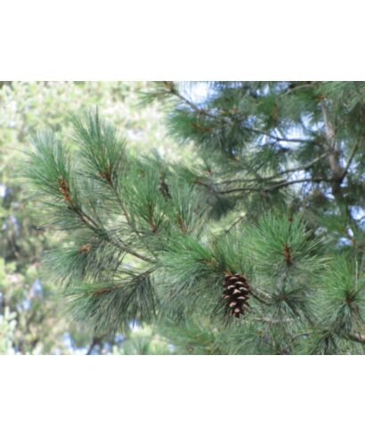 Sosna rumelijska (łac. Pinus peuce)